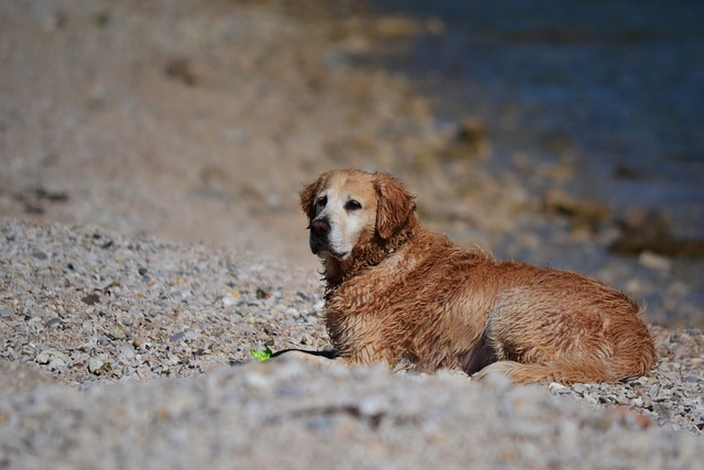 Fra gourmet til budget: En guide til hundemad på tilbud